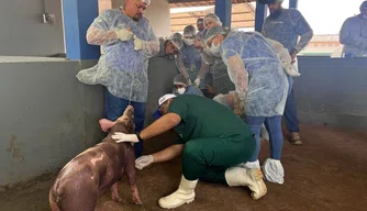 Piauí compartilha experiência em enfrentamento da peste suína clássica com equipe de Roraima