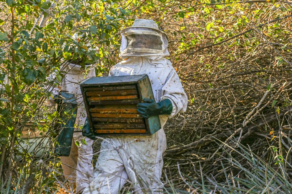 Mais de 90% da produção de mel do Piauí é oriunda da agricultura familiar