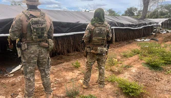 Polícia Federal destrói plantação com milhares de pés de maconha