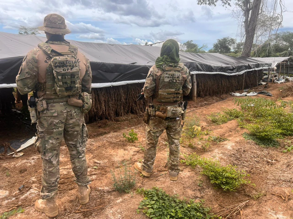 Polícia Federal destrói plantação com milhares de pés de maconha
