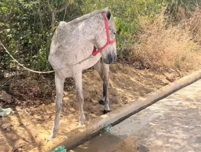 Polícia resgata cavalo encontrado sem água e exposto ao sol em Valença do Piauí