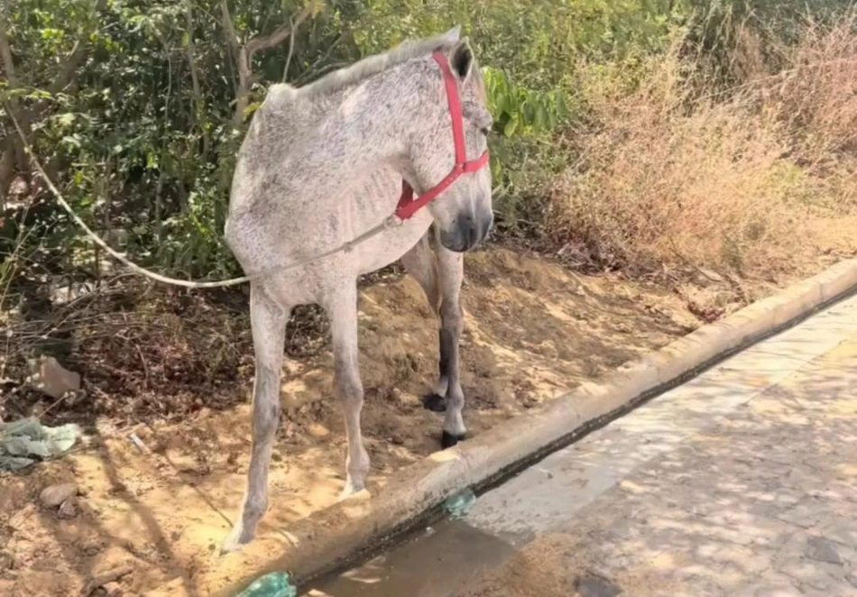 Cavalo é resgatado após ser encontrado sem água e exposto ao sol em terreno baldio