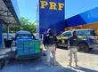 PRF apreende cerca de 135 kg de cocaína em Parnaíba PRF apreende cerca de 135 kg de cocaína em Parnaíba