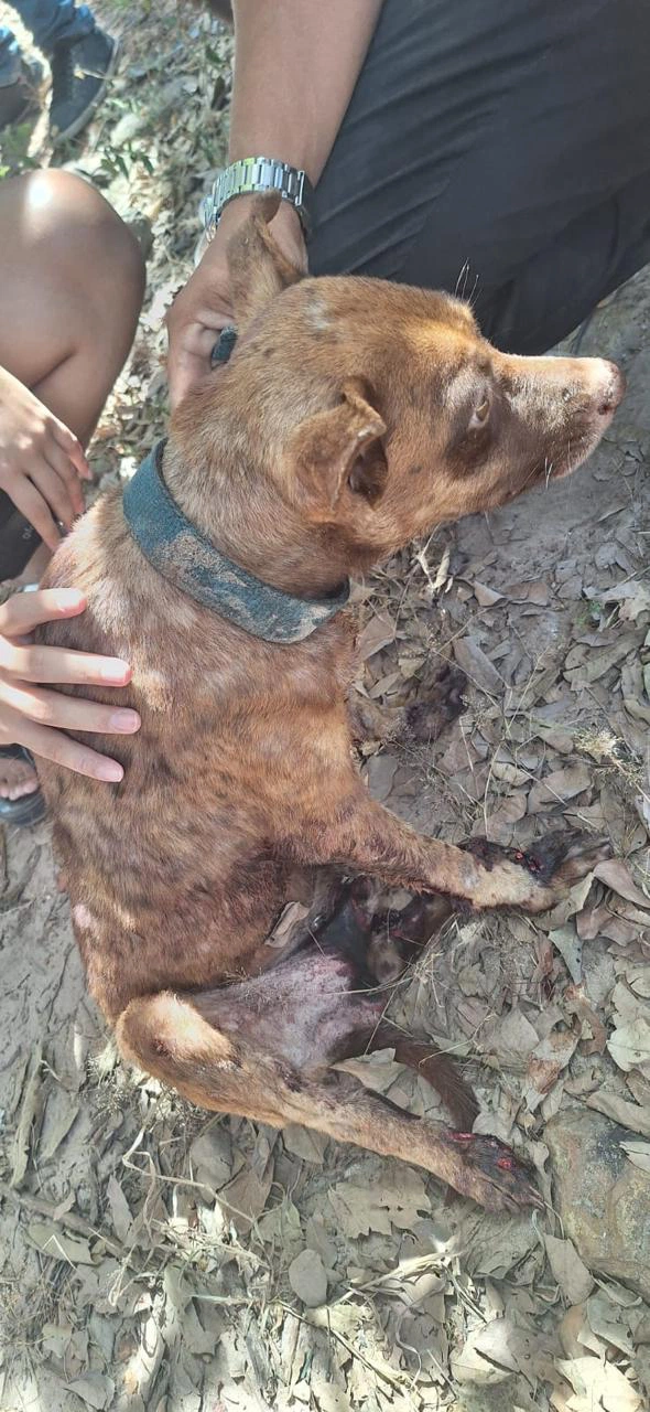 Polícia Militar prende suspeito de maus-tratos após arrastar cão com veículo em Teresina