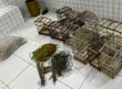 Polícia Militar apreende 40 aves silvestres e conduz responsável durante ação no Norte do Piauí