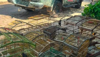 Polícia Militar resgata 16 aves silvestres mantidas em cativeiro em Teresina