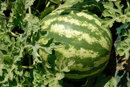 Colheita de melancias movimenta mercado de emprego em Agricolândia