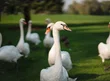 Gansos