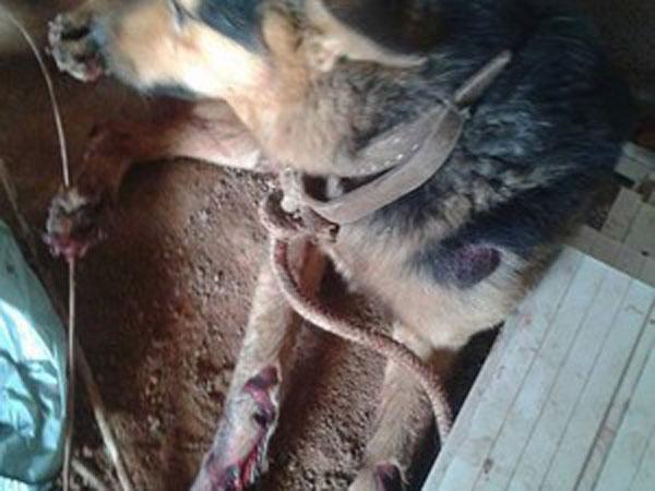 Cachorro foi medicado em uma clínica veterinária(Imagem:Reprodução) Cachorro foi medicado em uma clínica veterinária(Imagem:Reprodução)