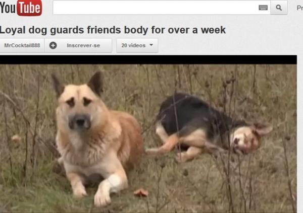 Cão faz vigília de 7 dias na Rússia após companheira ser atropelada (Imagem:Reprodução) Cão faz vigília de 7 dias na Rússia após companheira ser atropelada (Imagem:Reprodução)