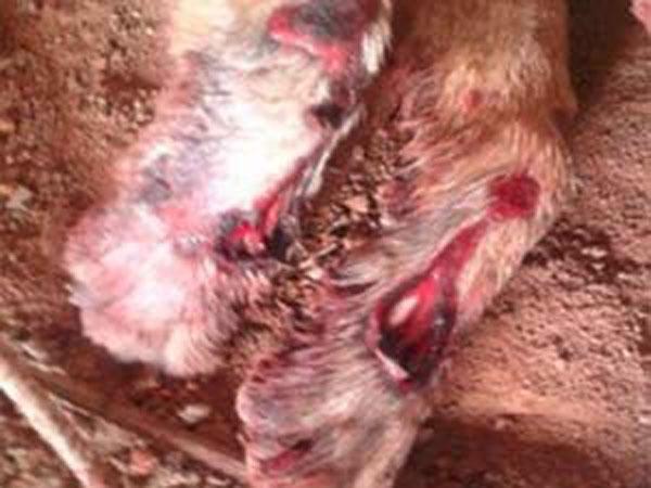 Cão teve ferimentos profundos nas patas (Imagem:Reprodução) Cão teve ferimentos profundos nas patas (Imagem:Reprodução)