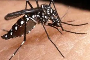 Mosquito Aedes aegypti