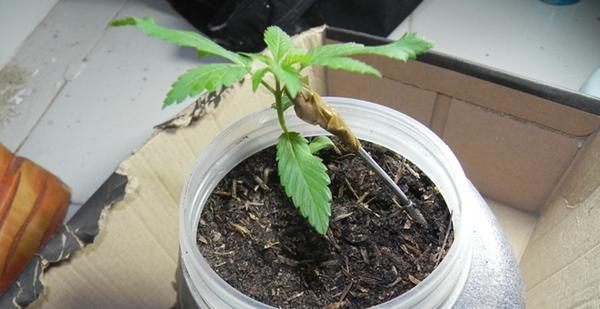 Plantio de maconha.(Imagem:Reprodução) Plantio de maconha.(Imagem:Reprodução)
