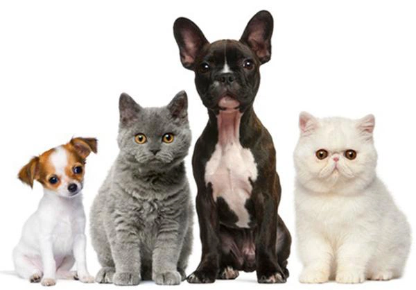 Vacinação dos animais domésticos