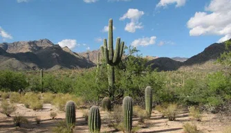 vegetação Caatinga 