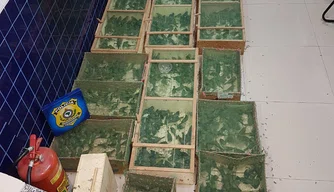 Homem é preso por transportar mais de mil aves em Floriano